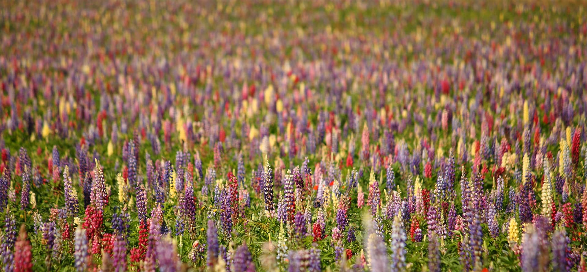Lupinen Mehl Ratgeber